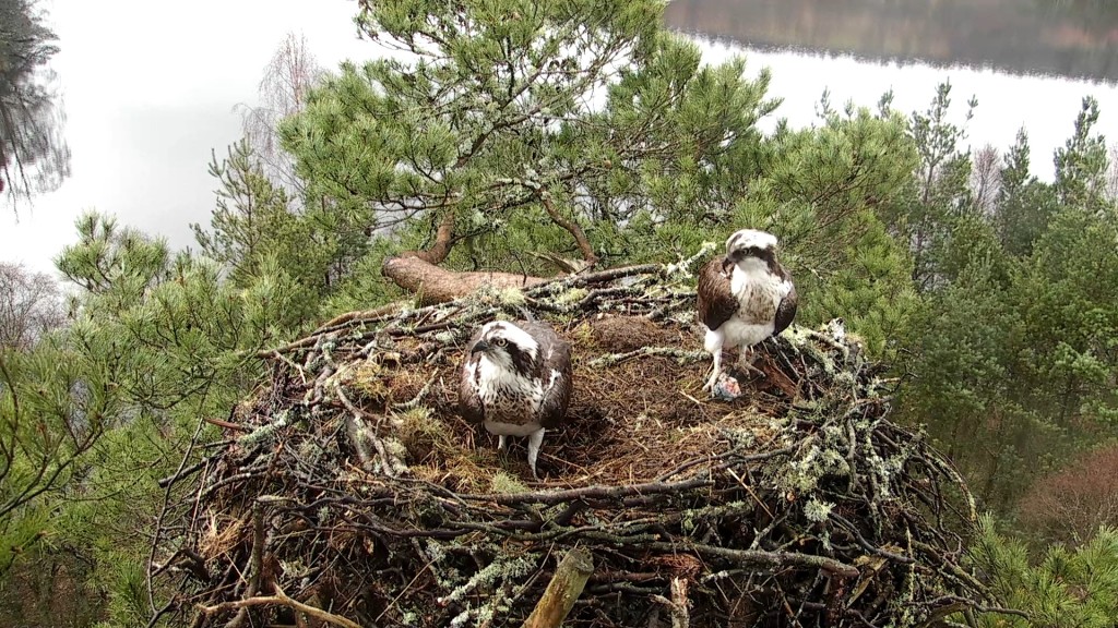 LM12 with his leftovers! © Scottish Wildlife Trust