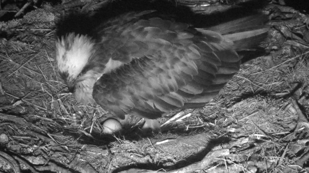 LF15 with her first egg of the season © Scottish Wildlife trust