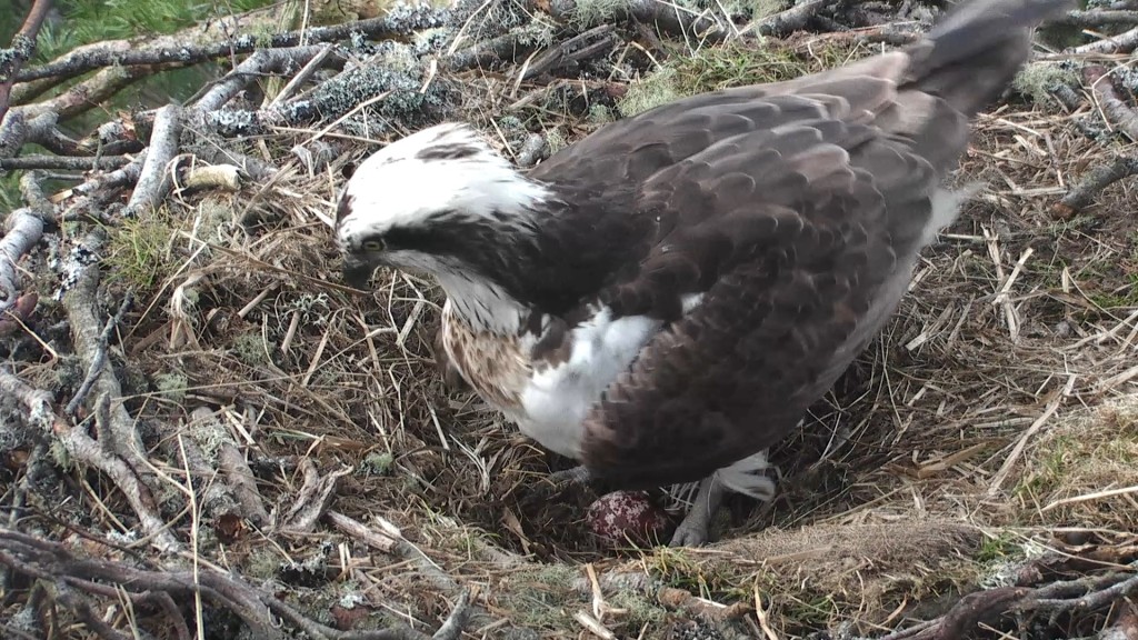 First glimpse of the egg in daylight © Scottish Wildlife Trust