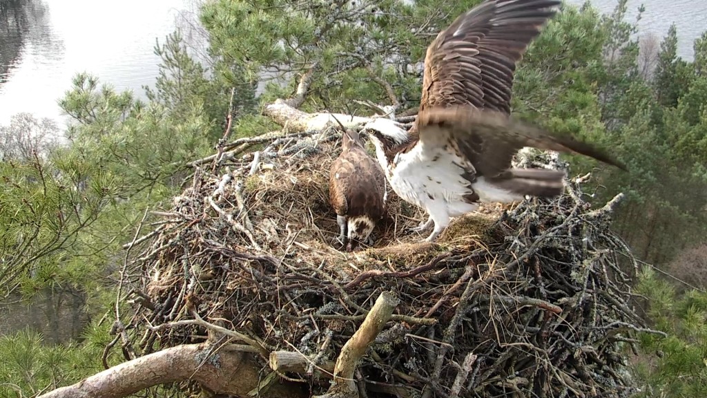 The new parents © Scottish Wildlife Trust