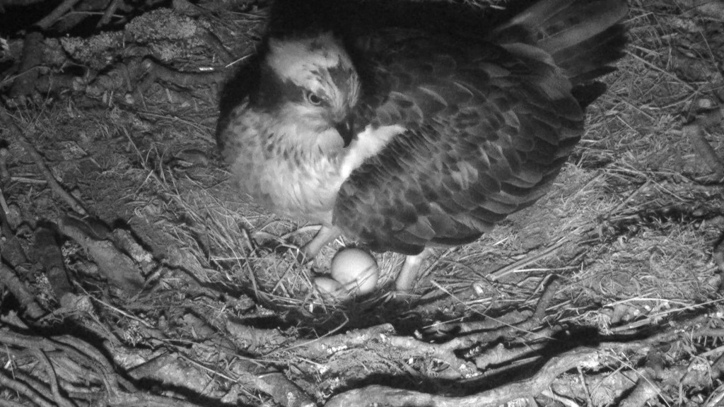 LF15 with her two eggs © Scottish Wildlife Trust