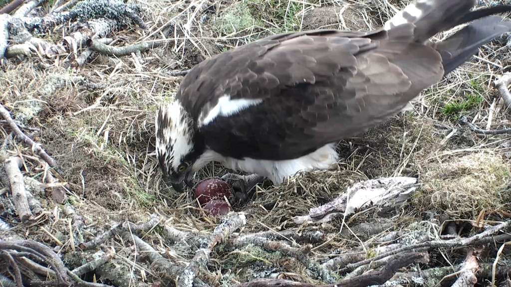 LM12 on incubation duty © Scottish Wildlife Trust