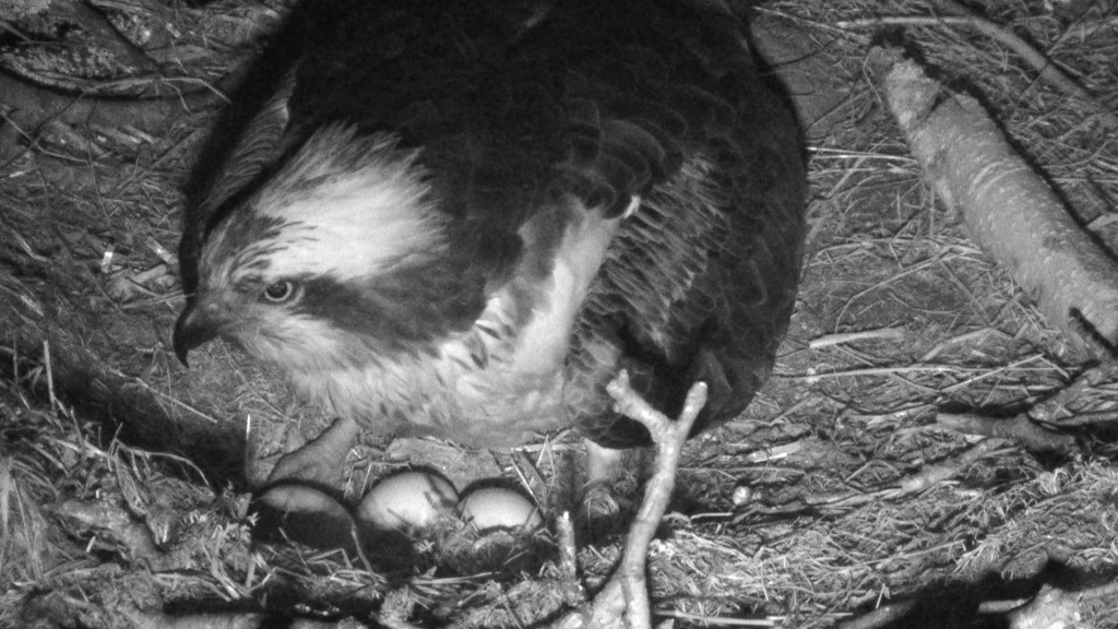 LF15 with her clutch of 3 eggs © Scottish Wildlife Trust