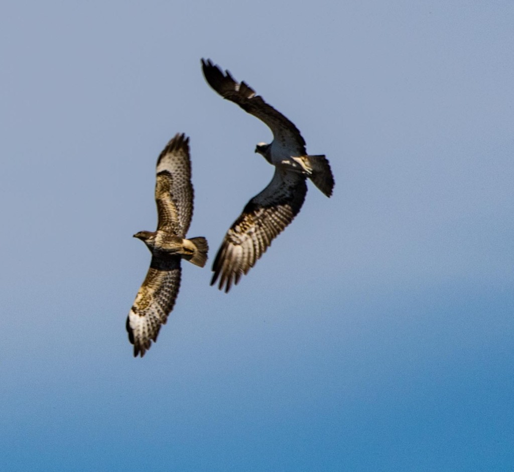 LF15 acrobatically chasing off a buzzard © Marion Moore