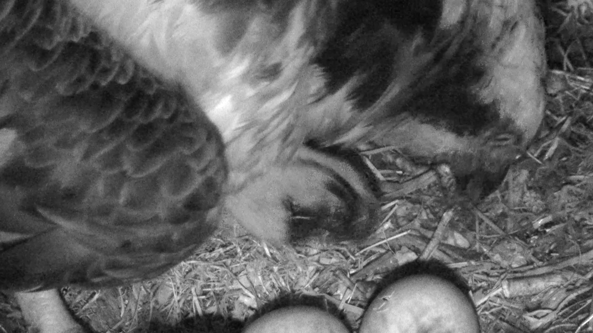 Is this the start of hatching? © Scottish Wildlife Trust