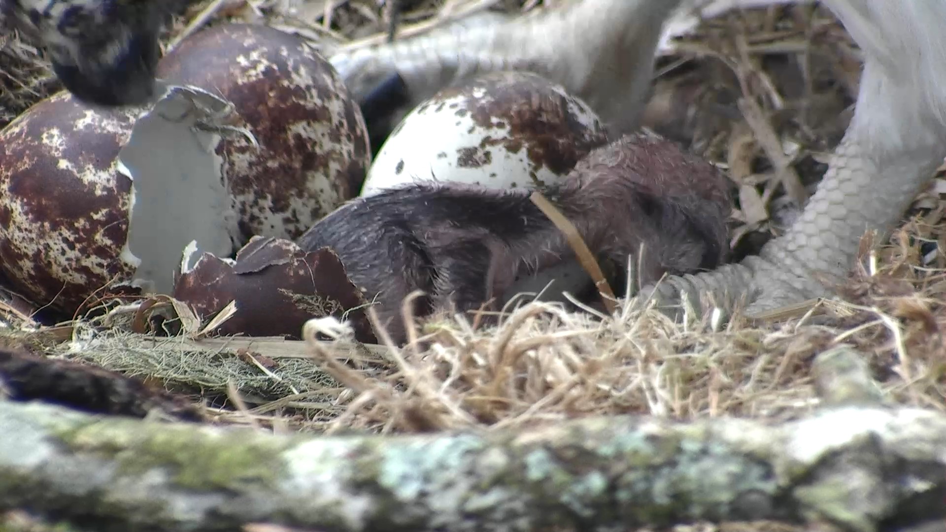 Our first chick of the season © Scottish Wildlife Trust