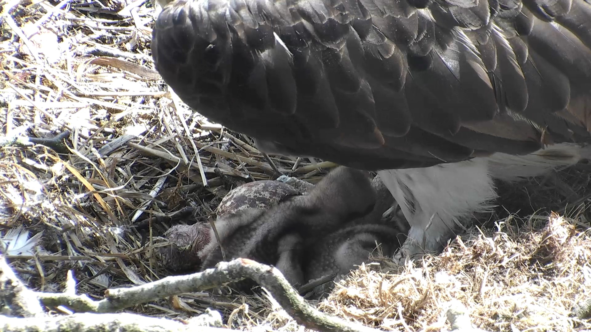 Our first glimpse of the third chick © Scottish Wildlife Trust