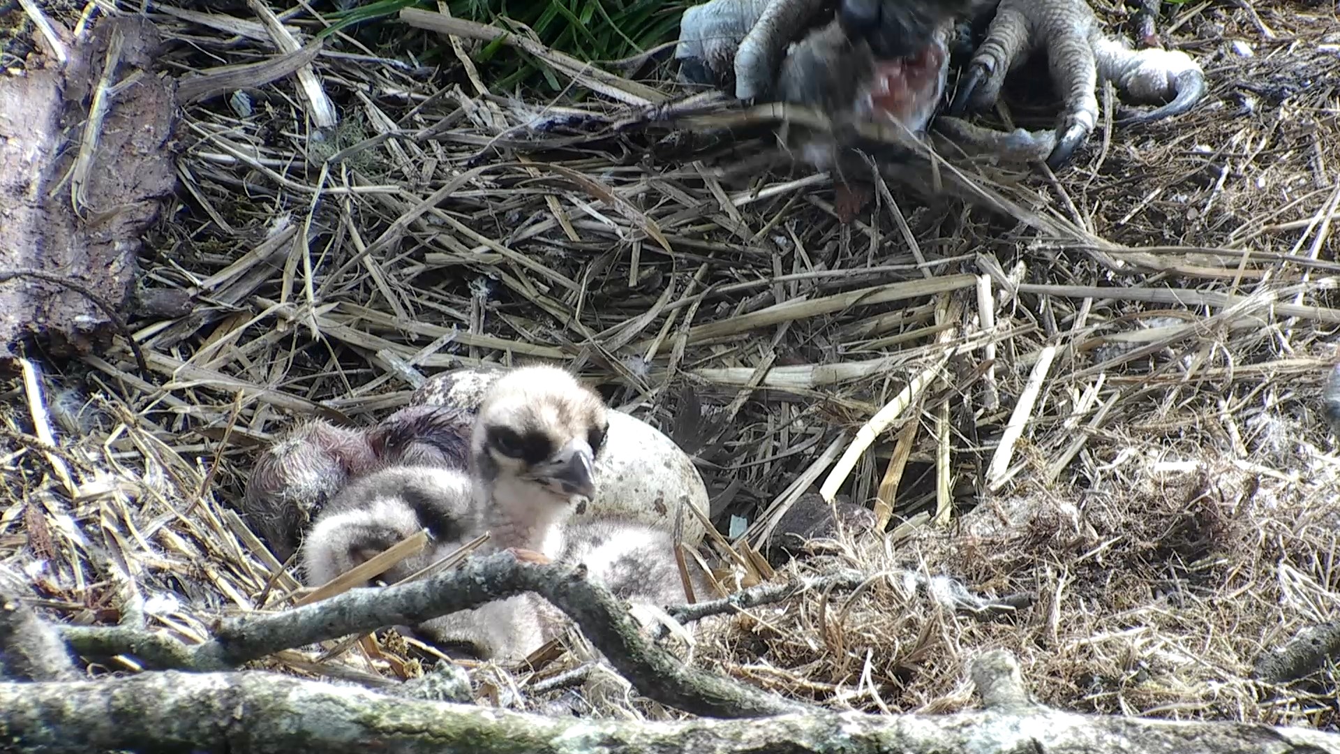 Third chick arrives! | Scottish Wildlife Trust