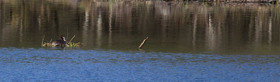 Great Crested Grebe on the nest at Loch of the Lowes @ Chris Cachia Zammit