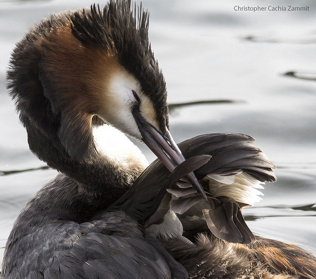 Great Crested Grebe. © Chris Cachia Zammit