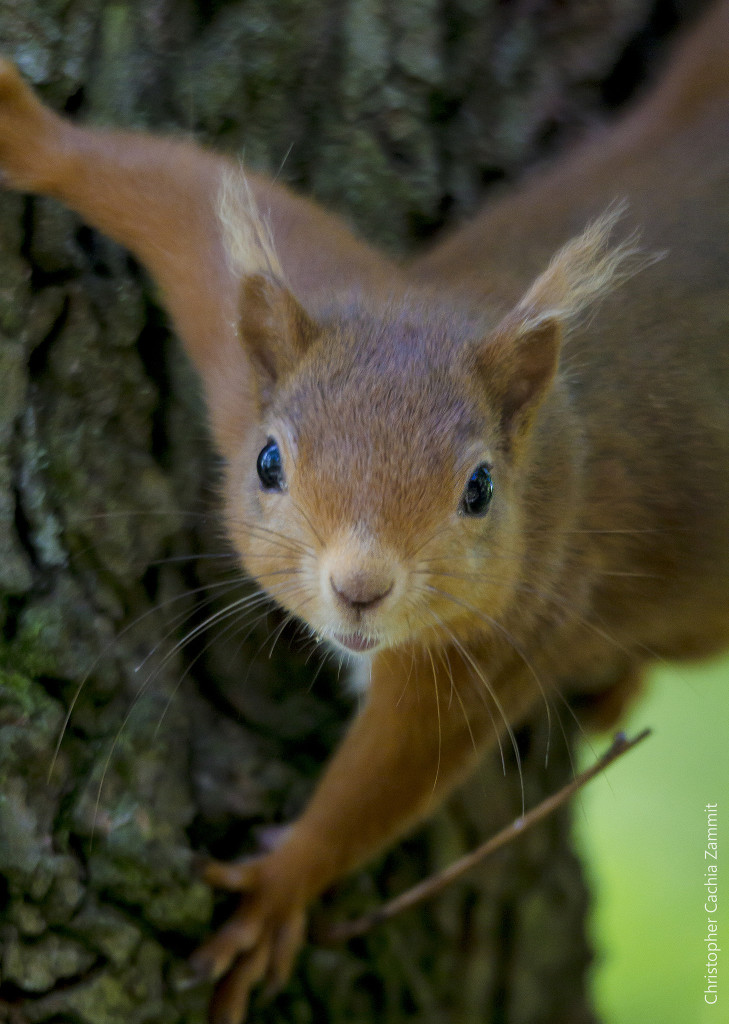 © Chris Cachia Zammit Red Squirrel at Loch of the Lowes