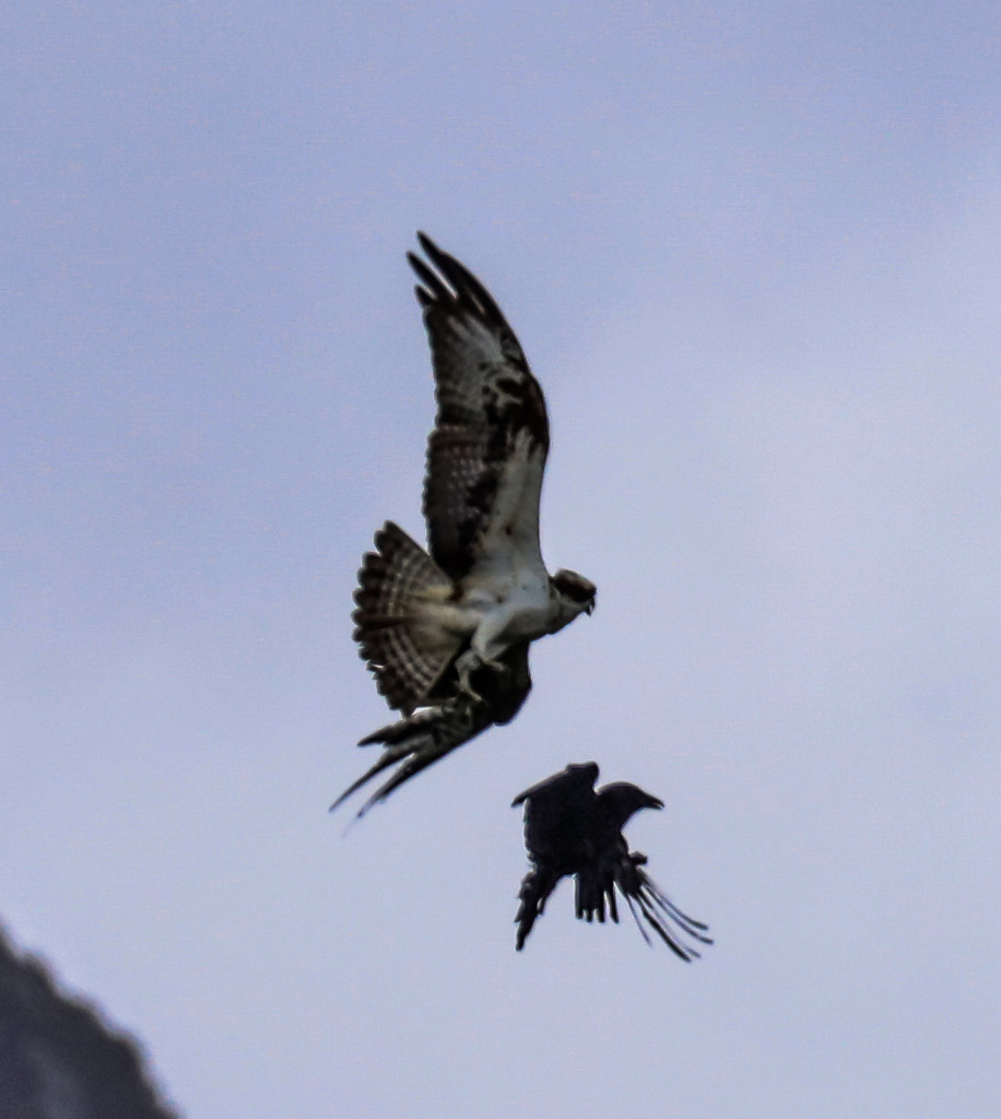 Crow in Male Osprey's talons at Loch of the Lowes © Val Gall