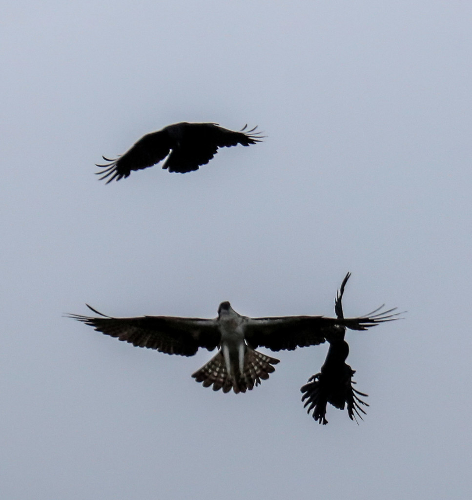 Male Osprey seeing off the crows at Loch of the Lowes © Val Gall