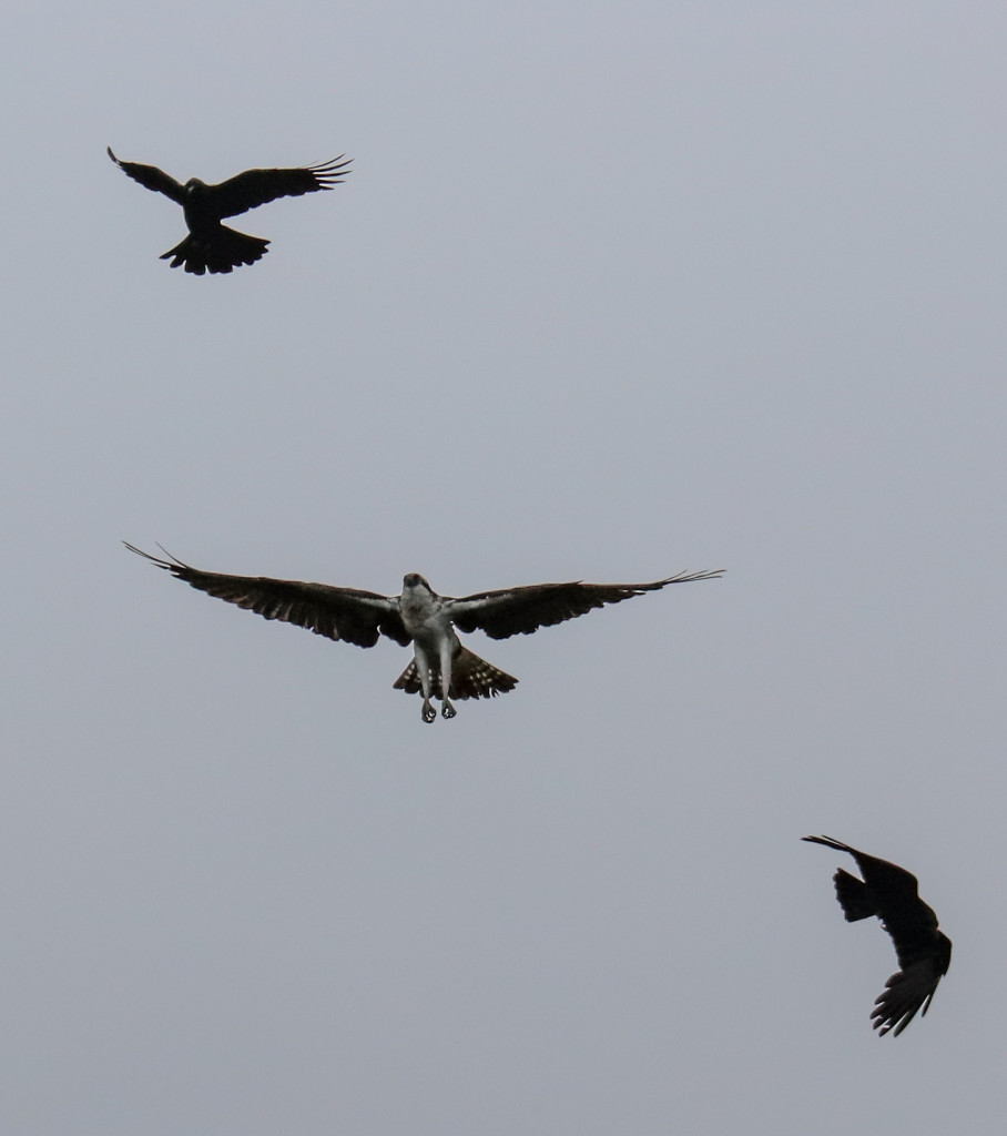 Male osprey seeing off the crows, Loch of the Lowes © Val Gall