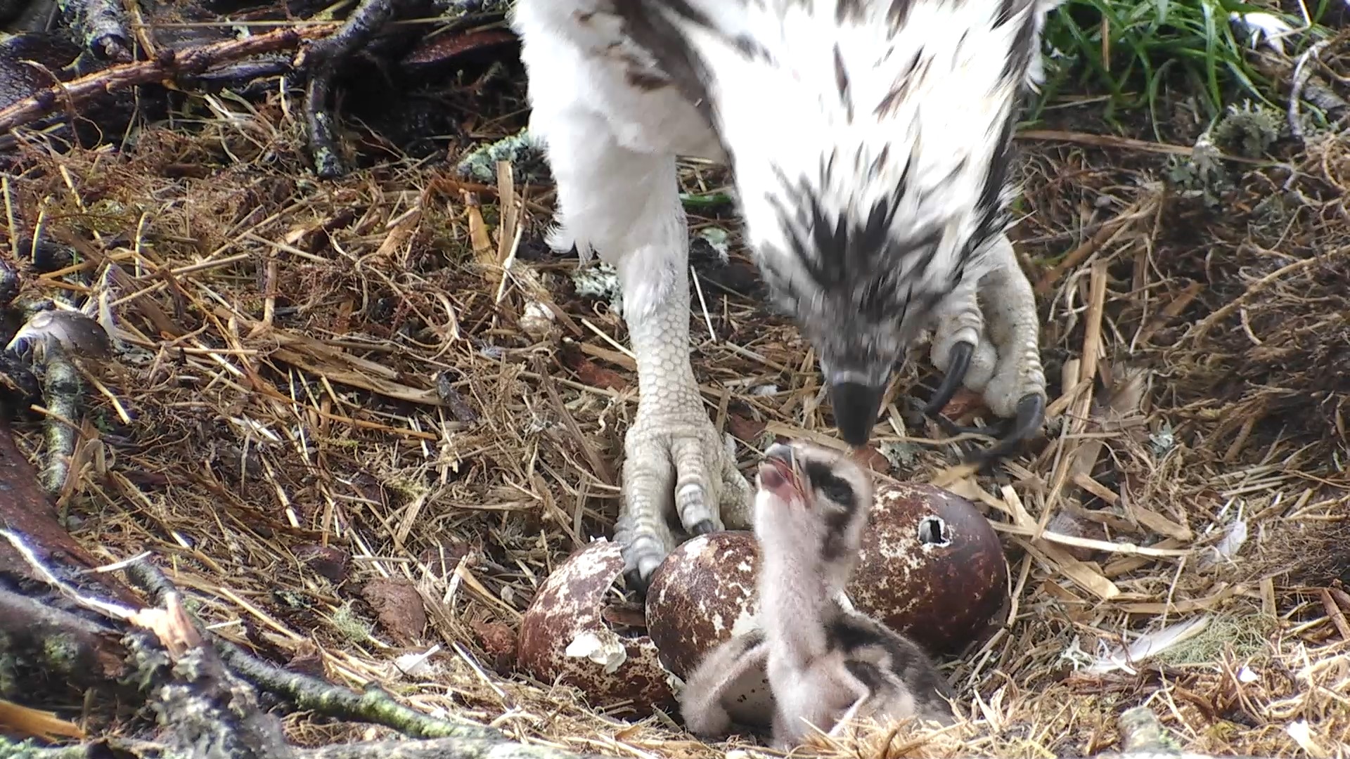 Our new chick with its sibling on the way © Scottish Wildlife Trust