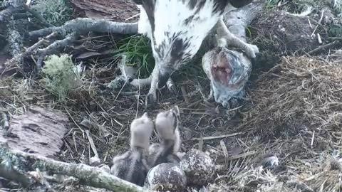 Our second chick's first taste of fish © Scottish Wildlife Trust