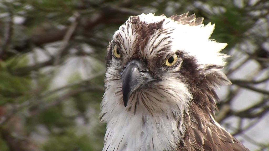 LF15 looking particularly ferocious ©Scottish Wildlife Trust