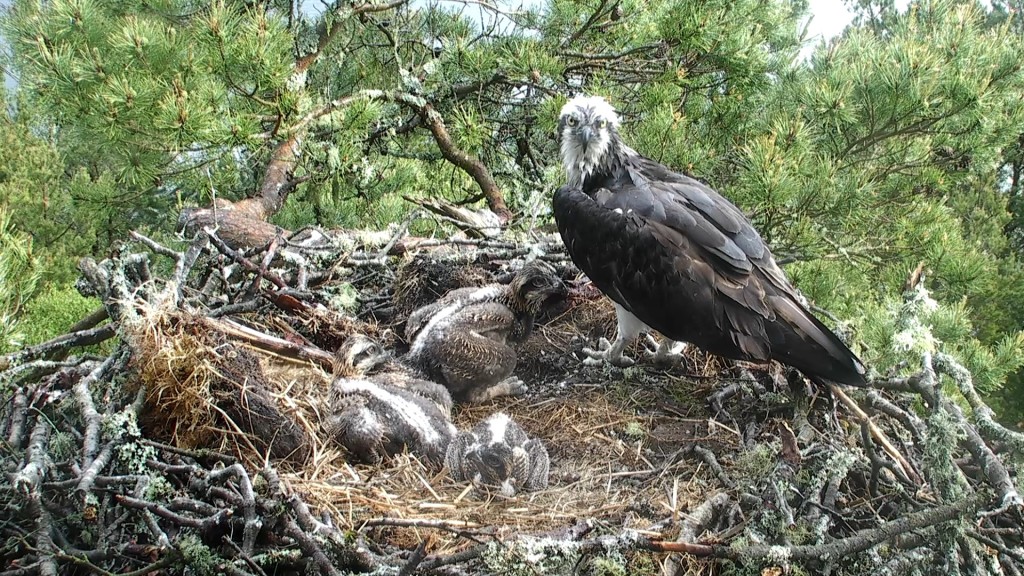 LF15 with the three chicks ©Scottish Wildlife Trust