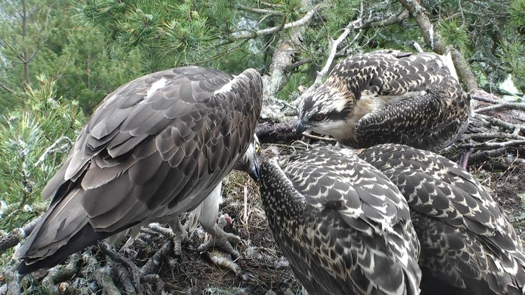 Feeding time - blinked and you'd have missed it! ©Scottish Wildlife Trust