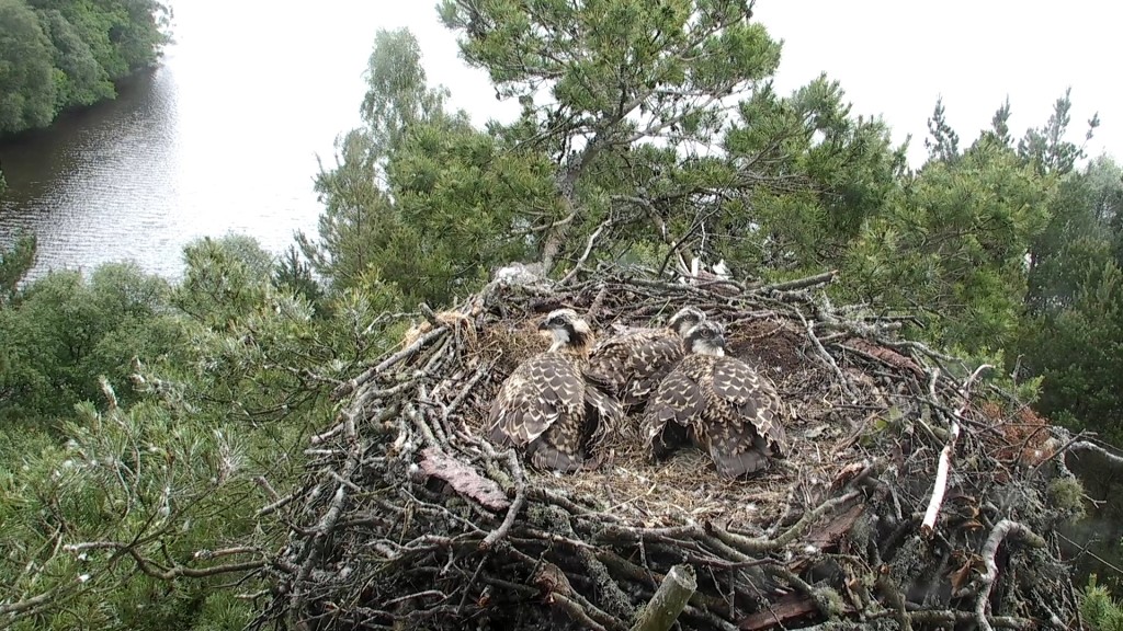 KP0, KP1 & KP2 at rest ©Scottish Wildlife Trust