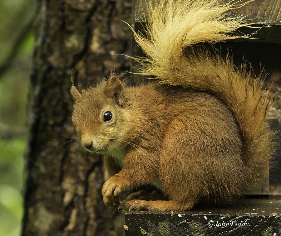 Red Squirrel @John Tiddy