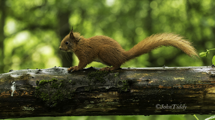 Red Squirrel @John Tiddy