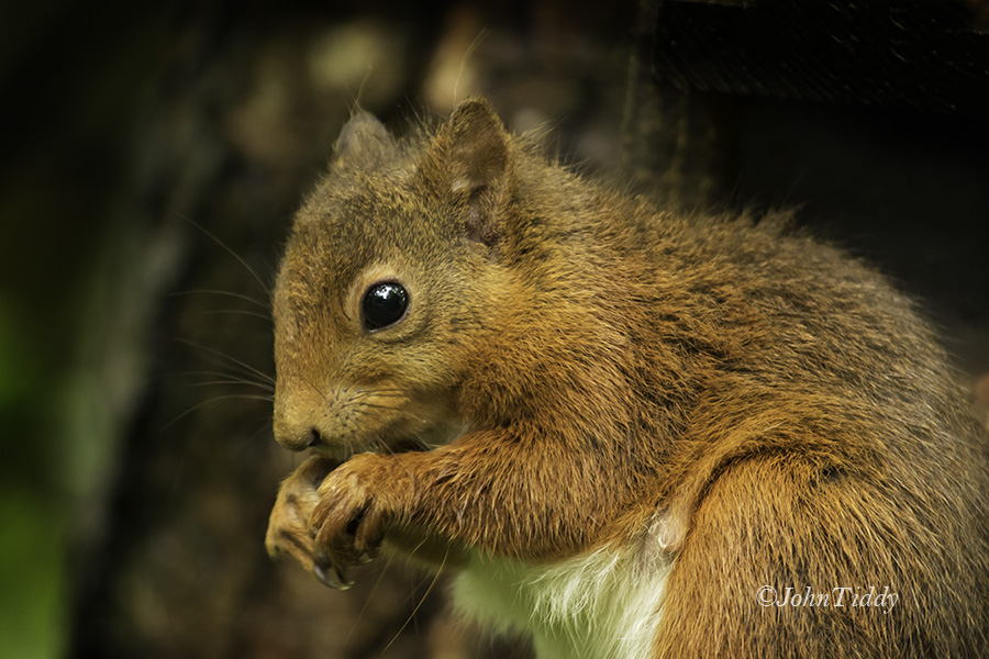 Red Squirrel @John Tiddy