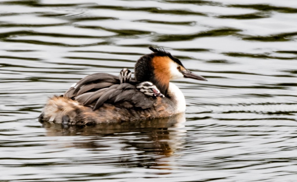 Great crested grebe and chicks ©Marion Moore