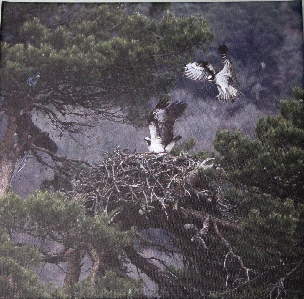 Intruding osprey ©Chris Cachia-Zammit