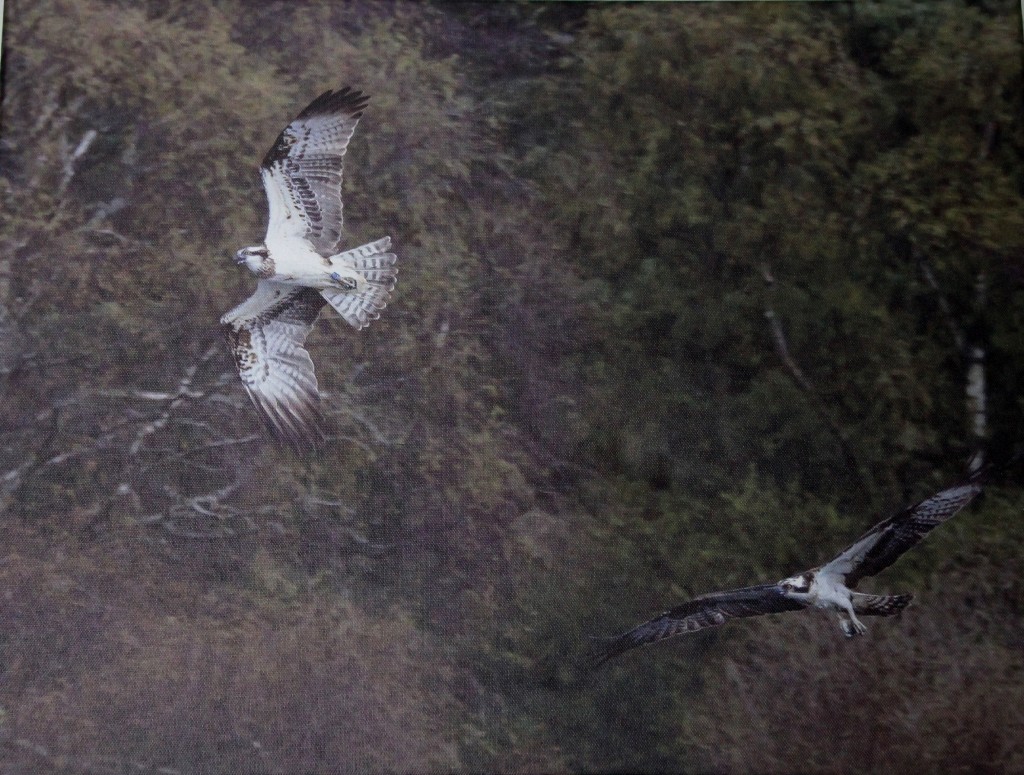 Chasing ospreys ©Chris Cachia Zammit