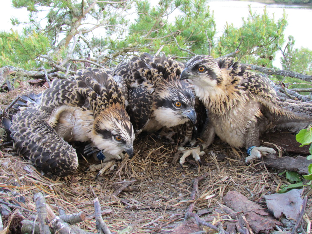 Newly ringed chicks © Keith Brockie