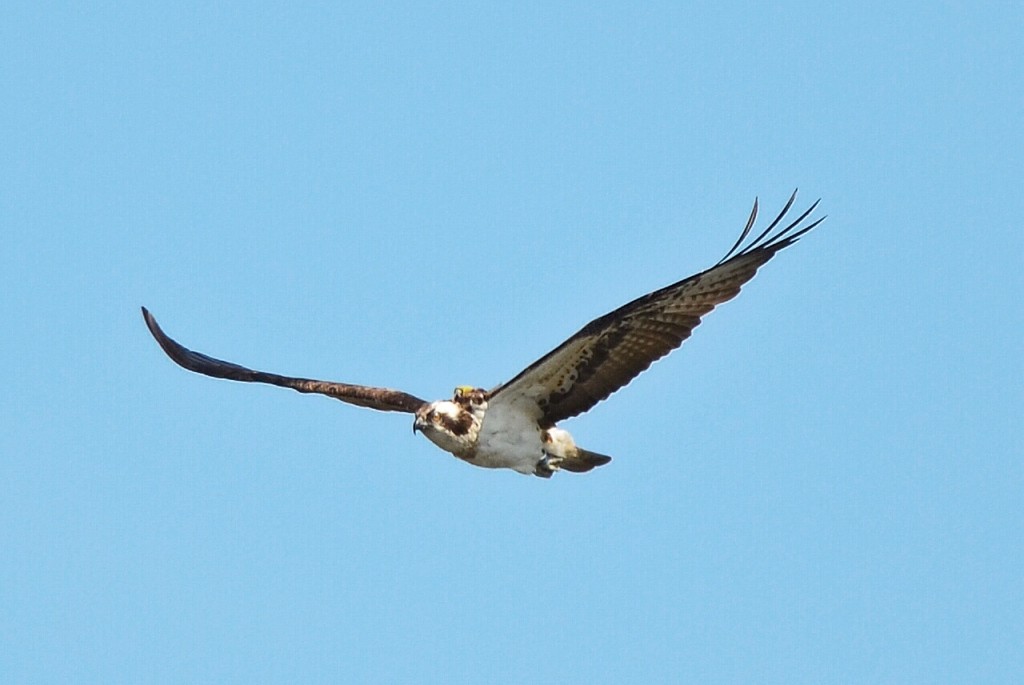 Osprey over Lowes with a tracker and Blue ring © Alex Gilfillan