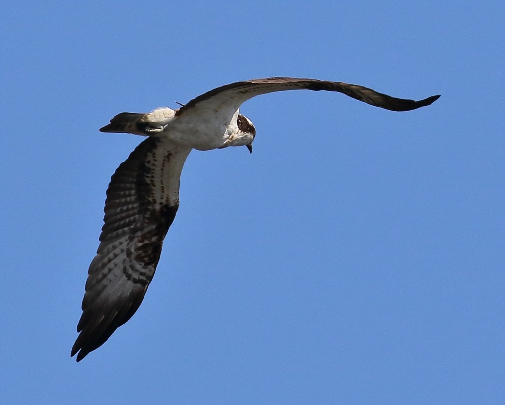 Osprey fitted with a tracker flying over Lowes © Peter Stasiuk 