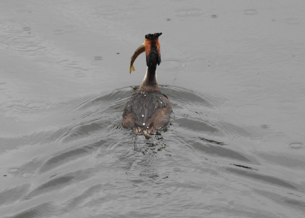 Male great crested grebe with his catch ©Alan Dundas