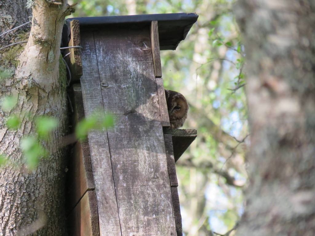 Tawny owl peeping out of the nest box at Loch of the Lowes © Rick Vaughan