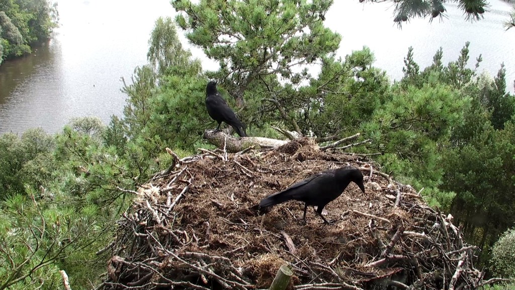 Crows on nest 17/8/16