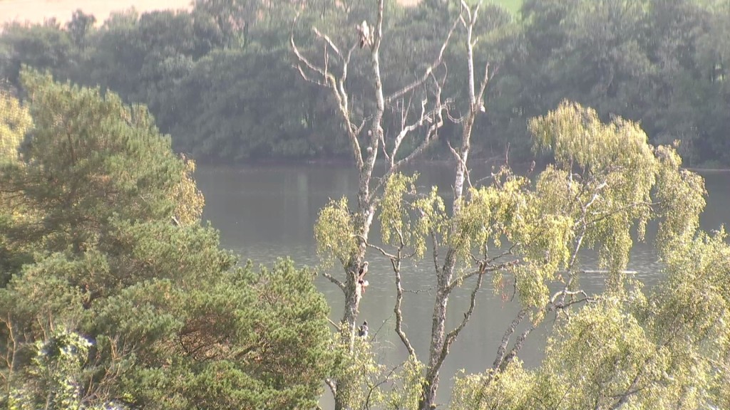 KP2 in the top of the tree with his father(LM12) below being watched by a crow.