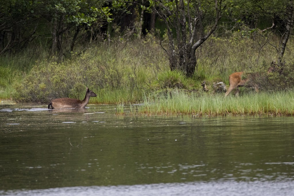 Fallow Deer ©Steve Earle