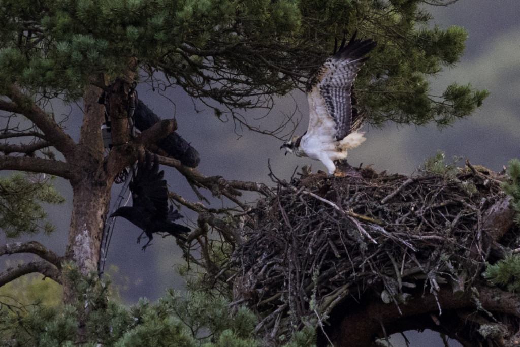 Get off my nest! ©Steve Earle 