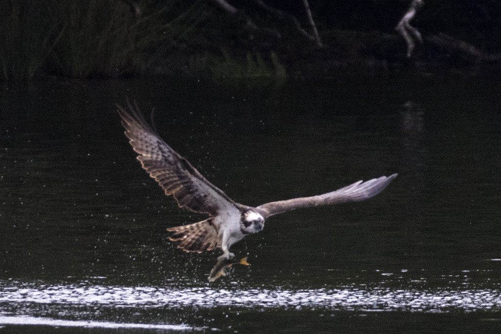 Osprey fishing ©Steve Earle