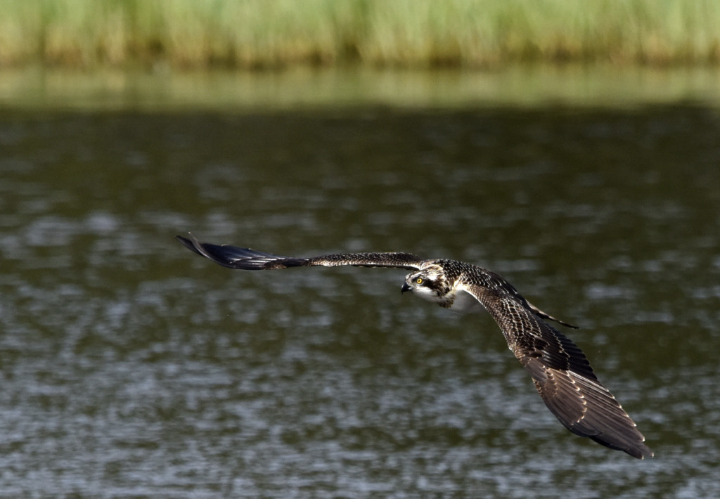 KP1 flying past the reeds on the north side of the loch ©Dennis Gentles