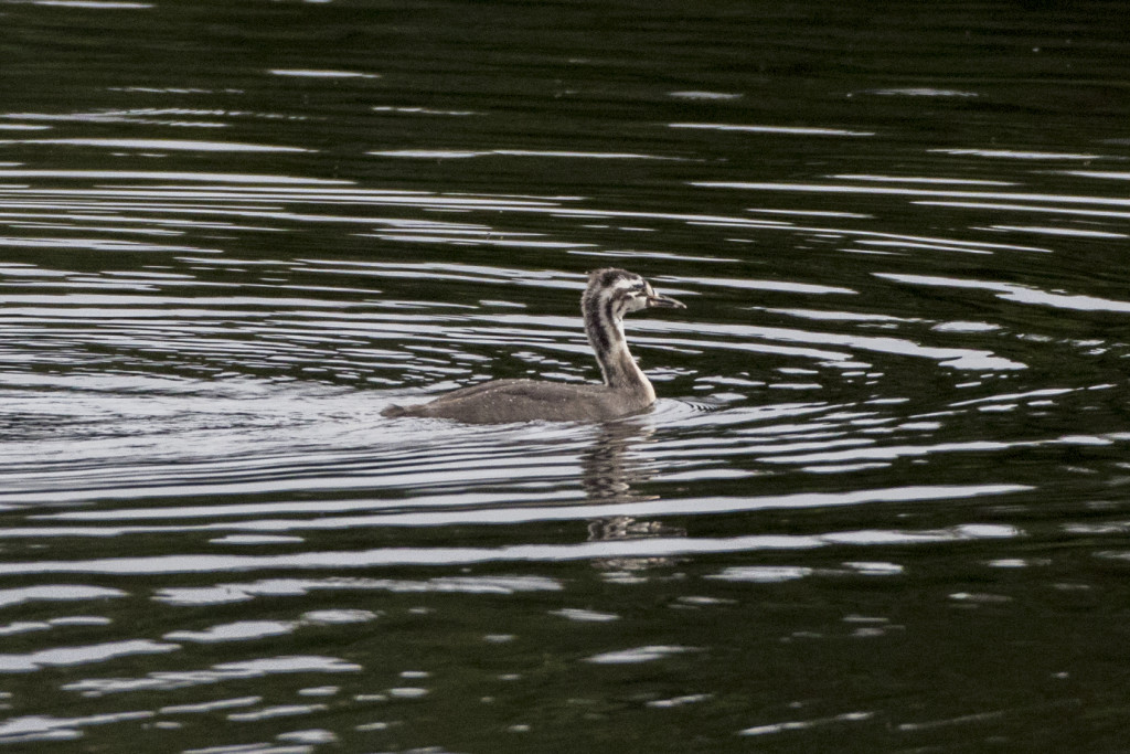 Young Great-crested Grebe ©Steve Earle