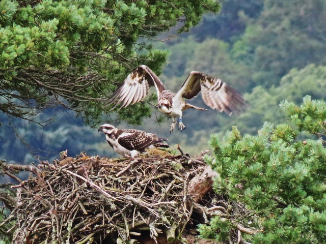 KP1 ascending from the nest © Brian Taylor