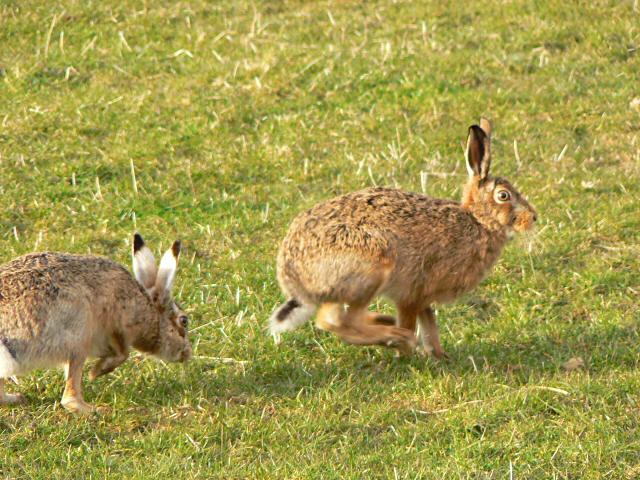 Brown hares ©Rob Burke/Creative Commons