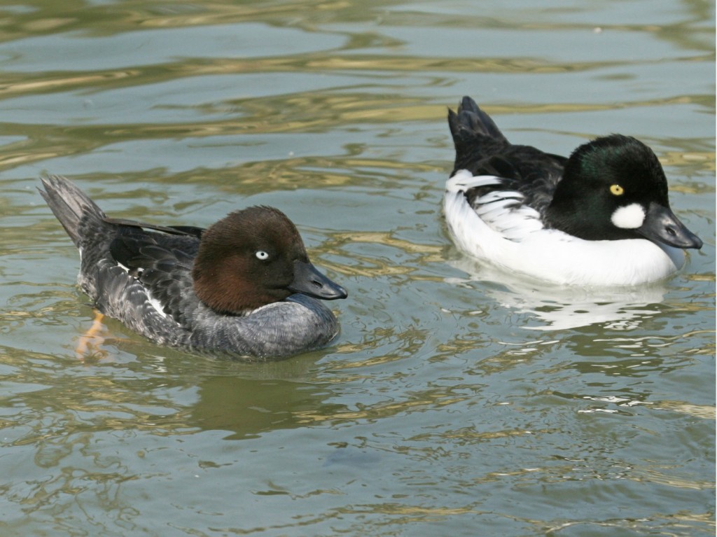 Common goldeneye (Creative Commons)