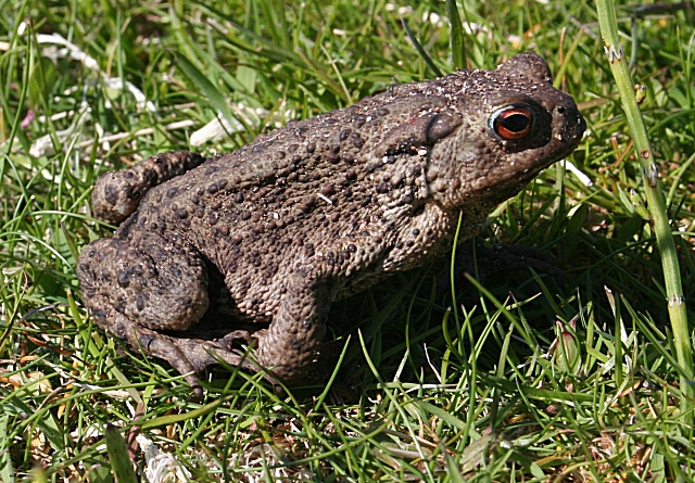 Common toad ©Anne Burgess/Creative Commons