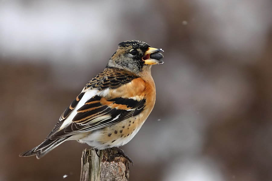 Male brambling - Creative Commons/Snowmanradio