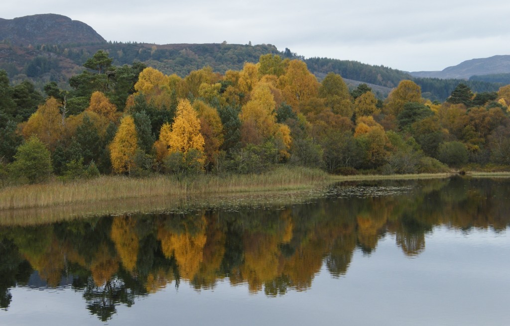 Lowes in autumn ©Scottish Wildlife Trust