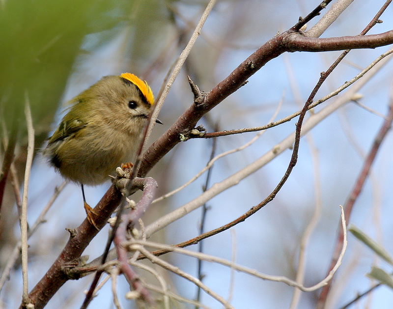 Male goldcrest (Creative Commons/Clement Caiveau)