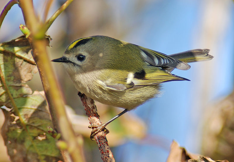 Female goldcrest - CJ Hughson